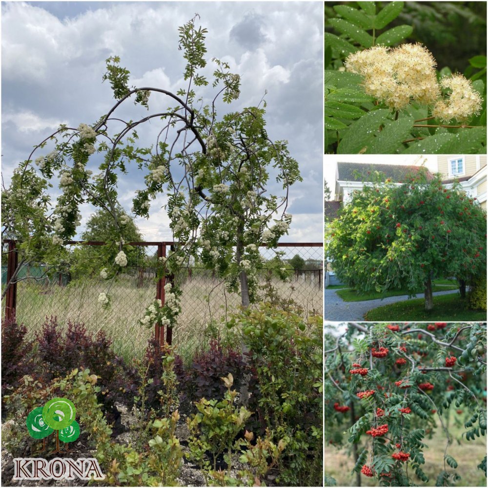 Саджанці купити Горобина звичайна (Sorbus aucuparia) "Pendula" / Stam 180-200 см/АЛЕ 20см/контейнер big bag