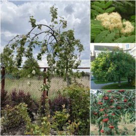 Горобина звичайна (Sorbus aucuparia) "Pendula" / Stam 180-200 см/АЛЕ 20см/контейнер big bag