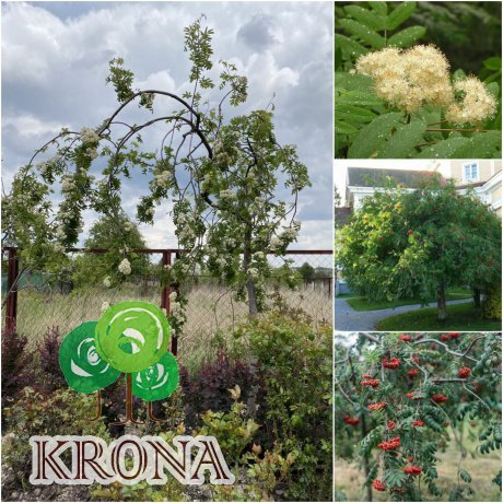 Саджанці купити Горобина звичайна (Sorbus aucuparia) "Pendula" / Stam 180-200 см/АЛЕ 20см/контейнер big bag