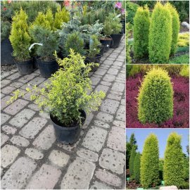 Ялівець звичайний (Juniperus communis) "Gold Cone"/H 40 см/контейнер С5 L