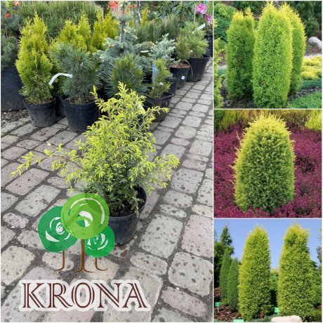 Саджанці купити Ялівець звичайний (Juniperus communis) "Gold Cone"/H 40 см/контейнер С5 L