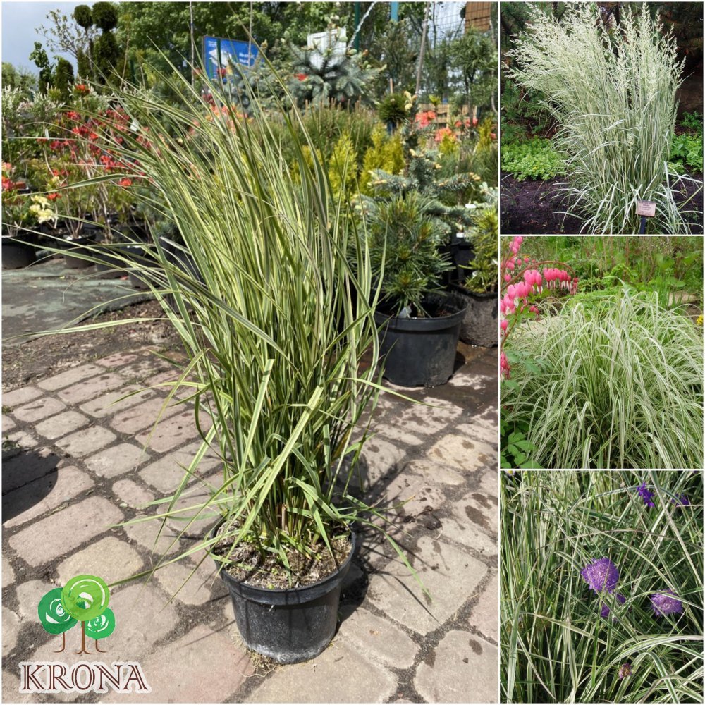 Саджанці купити Війник гостроквітковий "Овердам"/ (Calamagrostis acutiflora) "Overdam" / контейнер С2 L