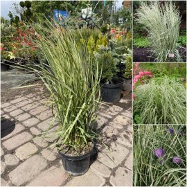 Війник гостроквітковий "Овердам"/ (Calamagrostis acutiflora) "Overdam" / контейнер С2 L