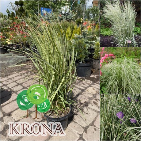 Саджанці купити Війник гостроквітковий "Овердам"/ (Calamagrostis acutiflora) "Overdam" / контейнер С2 L
