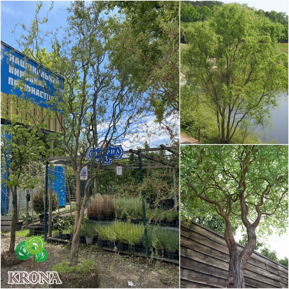 Саджанці купити Верба Матсуди (Salix matsudana) "Tortuosa" / Н 500 см / АЛЕ 25 см / ком