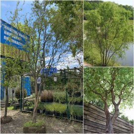 Верба Матсуди (Salix matsudana) "Tortuosa" / Н 500 см / АЛЕ 25 см / ком