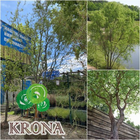 Саджанці купити Верба Матсуди (Salix matsudana) "Tortuosa" / Н 500 см / АЛЕ 25 см / ком