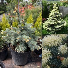 Ялина колюча (Picea pungens) "Bialobok" / H 50 см / контейнер