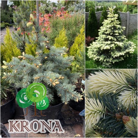 Саджанці купити Ялина колюча (Picea pungens) "Bialobok" / H 50 см / контейнер