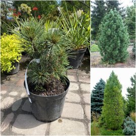 Сосна кедрова (Pinus cembra) "Stricta" /Н 35-40 см/контейнер