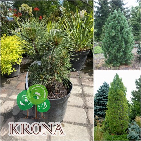 Саджанці купити Сосна кедрова (Pinus cembra) "Stricta" /Н 35-40 см/контейнер
