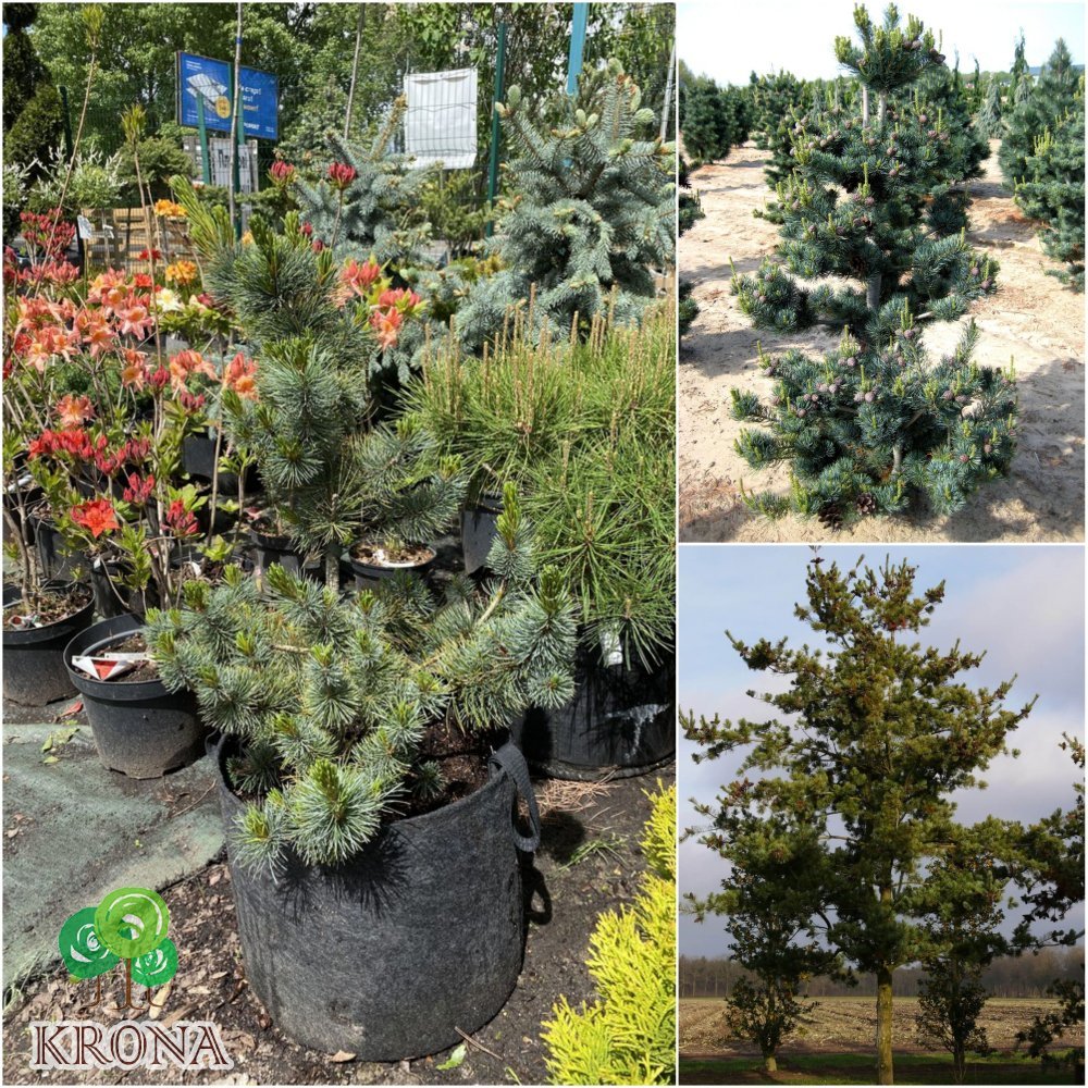 Саджанці купити Сосна дрібноквіткова (Pinus parviflora) "Glauca" / H 70 см / контейнер big bag
