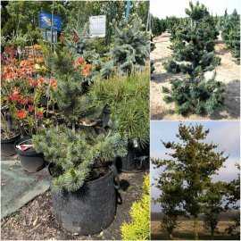 Сосна дрібноквіткова (Pinus parviflora) "Glauca" / H 70 см / контейнер big bag