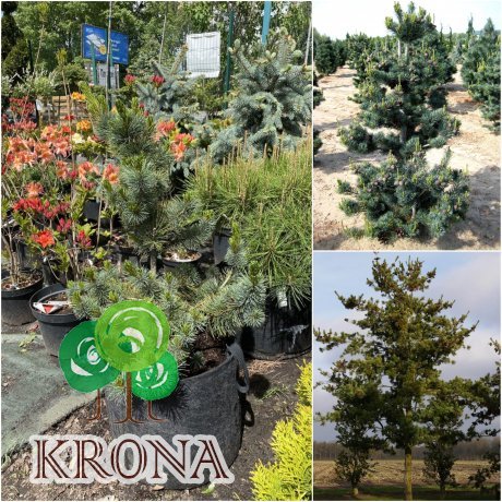 Саджанці купити Сосна дрібноквіткова (Pinus parviflora) "Glauca" / H 70 см / контейнер big bag
