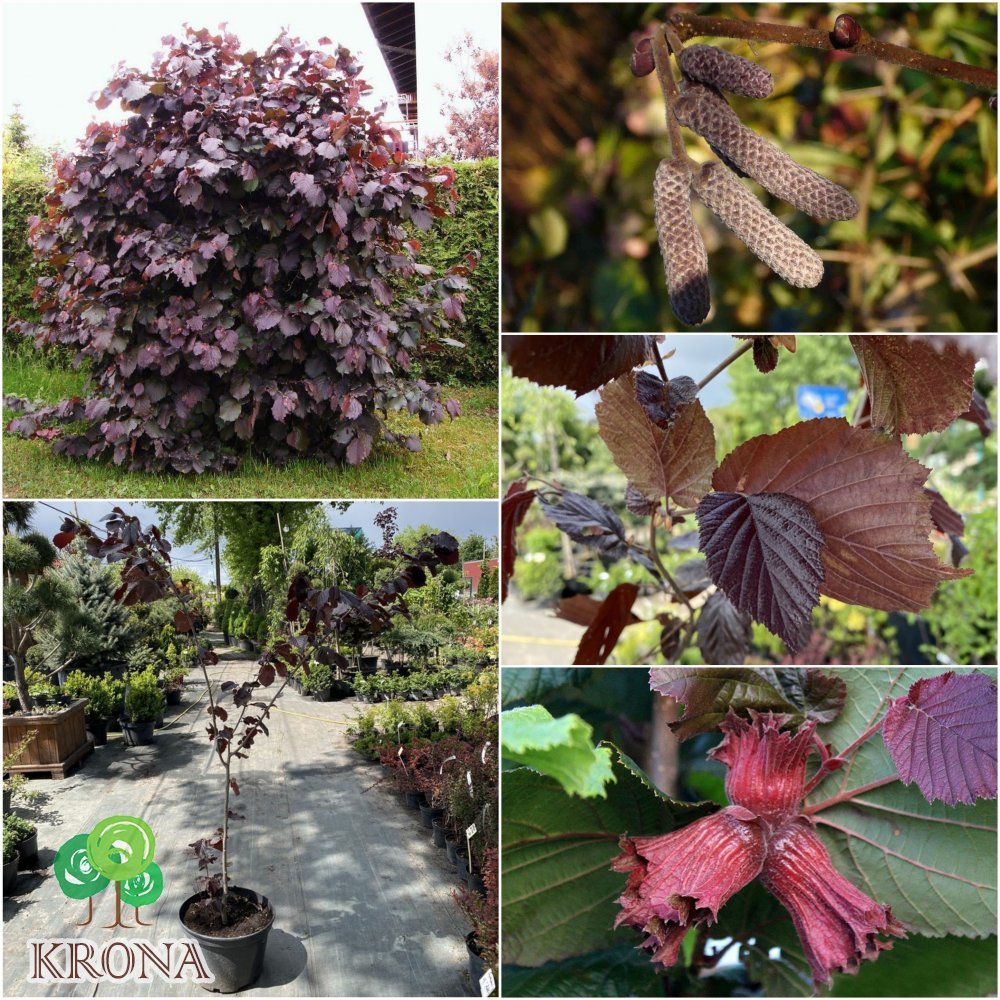 Саджанці купити Ліщина звичайна (Corylus avellana) "Rode Zellernoot" /Н 170-210 см/контейнер