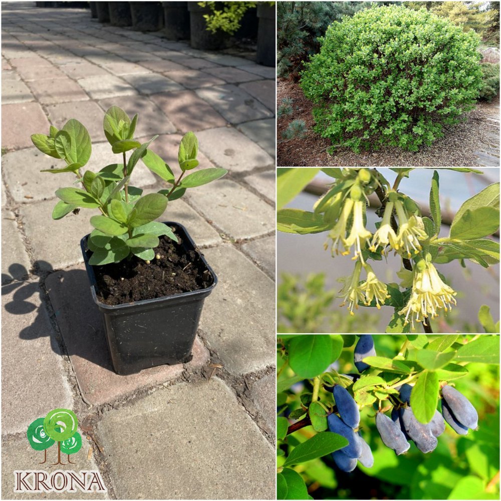 Саджанці купити Жимолість їстівна (Lonicera edulis) "Duet" / контейнер С3 L
