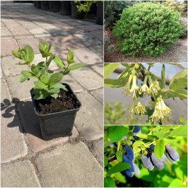 Жимолість їстівна (Lonicera edulis) "Duet" / контейнер С3 L