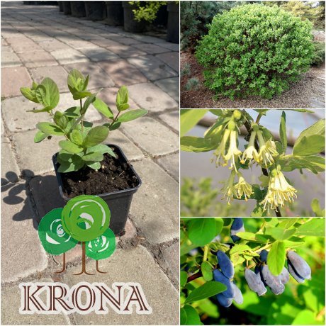 Саджанці купити Жимолість їстівна (Lonicera edulis) "Duet" / контейнер С3 L