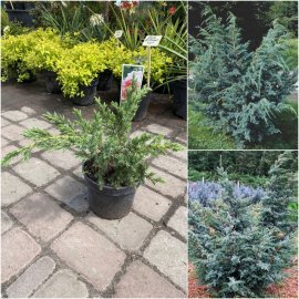 Ялівець китайський (Juniperus chinensis) "Blue Alps" / контейнер C5 L