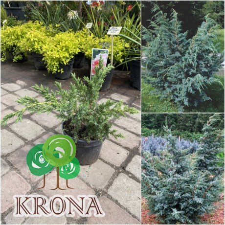 Саджанці купити Ялівець китайський "Блю Альпс"/ Juniperus chinensis "Blue Alps" / контейнер C2 L