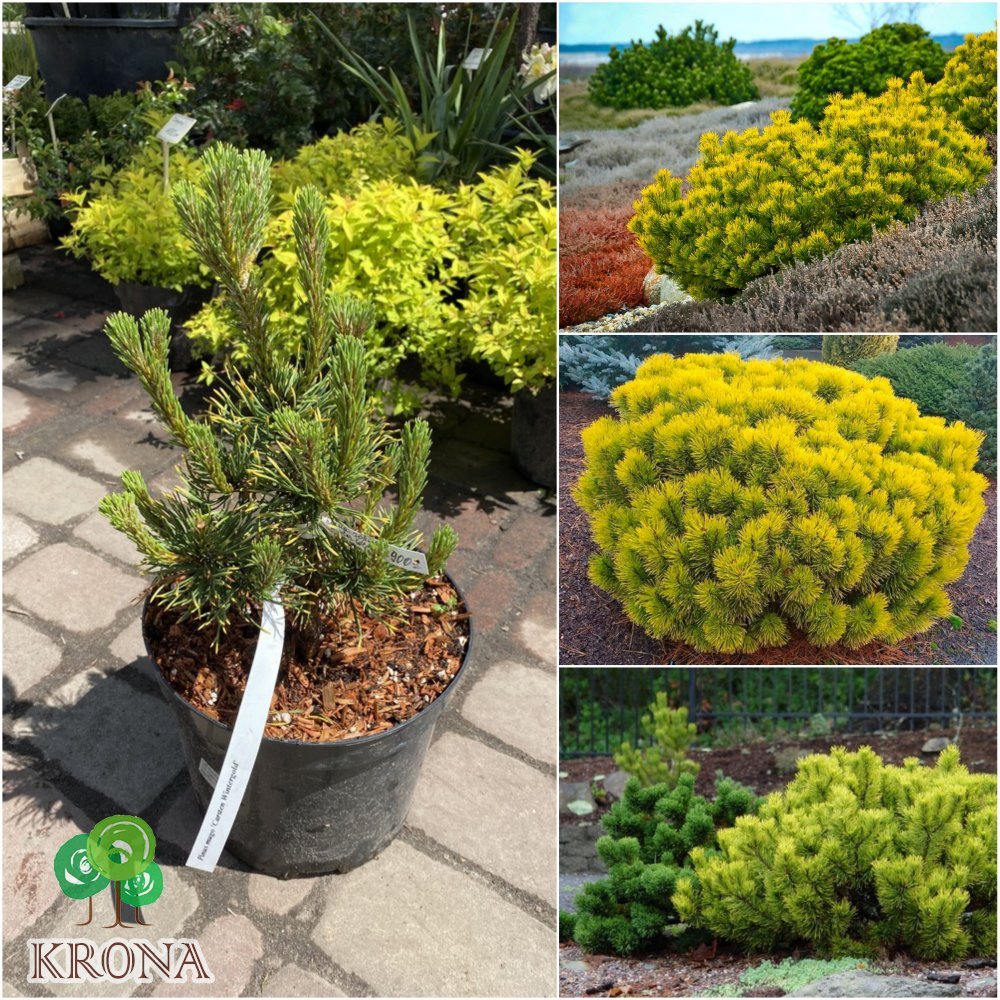 Саджанці купити Сосна гірська (Pinus mugo) "Winter Gold" /Н 35-40 см/контейнер С5 L