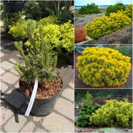 Сосна гірська (Pinus mugo) "Winter Gold" /Н 35-40 см/контейнер С5 L