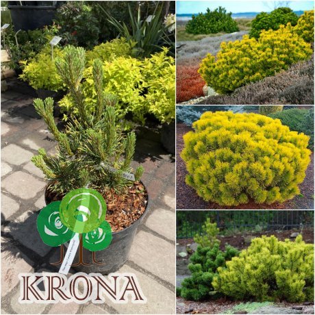 Саджанці купити Сосна гірська (Pinus mugo) "Winter Gold" /Н 35-40 см/контейнер С5 L
