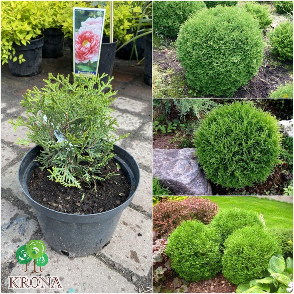 Саджанці купити Туя західна (Thuja occidentalis) "Little Gem"/контейнер С2 L