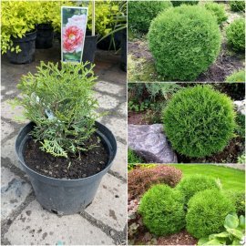 Туя західна (Thuja occidentalis) "Little Gem"/контейнер С2 L