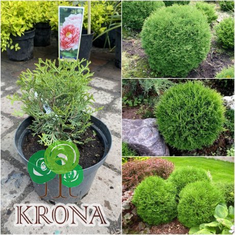 Саджанці купити Туя західна (Thuja occidentalis) "Little Gem"/контейнер С2 L