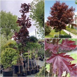 Клен гостролистий (Acer platanoides) "Crimson Sentry" /Н 400+см/АЛЕ 12-14 см /контейнер