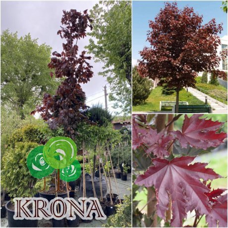 Саджанці купити Клен гостролистий (Acer platanoides) "Crimson Sentry" /Н 400+см/АЛЕ 12-14 см /контейнер