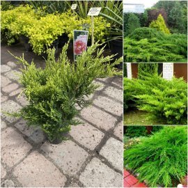 Ялівець середній "Mint Julep"/контейнер С7.5 L Ялівець середній "Mint Julep"/контейнер С7.5 L