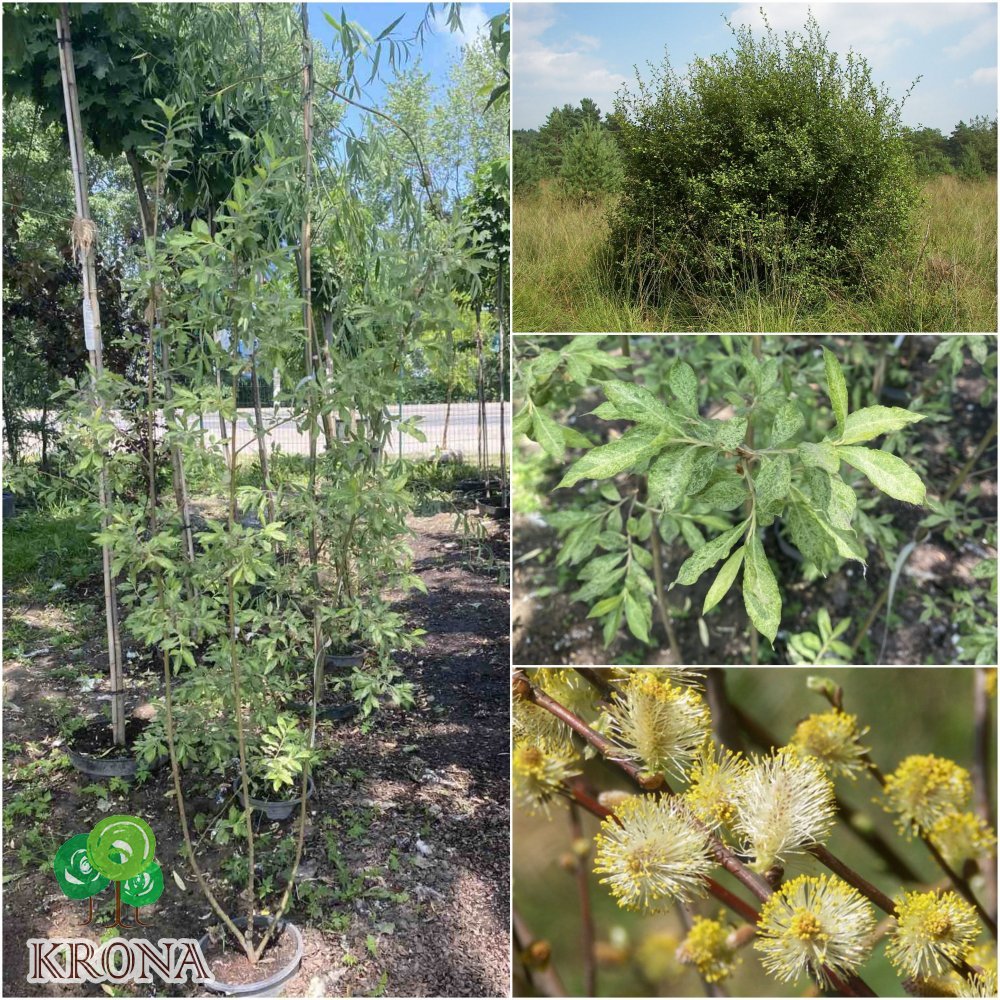 Саджанці купити Верба вухаста (Salix aurita) "Büchelberg" / H 150 см + / контейнер