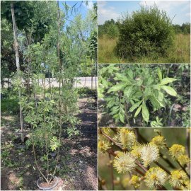 Верба вухаста (Salix aurita) "Büchelberg" / H 150 см + / контейнер