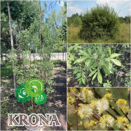 Саджанці купити Верба вухаста (Salix aurita) "Büchelberg" / H 150 см + / контейнер