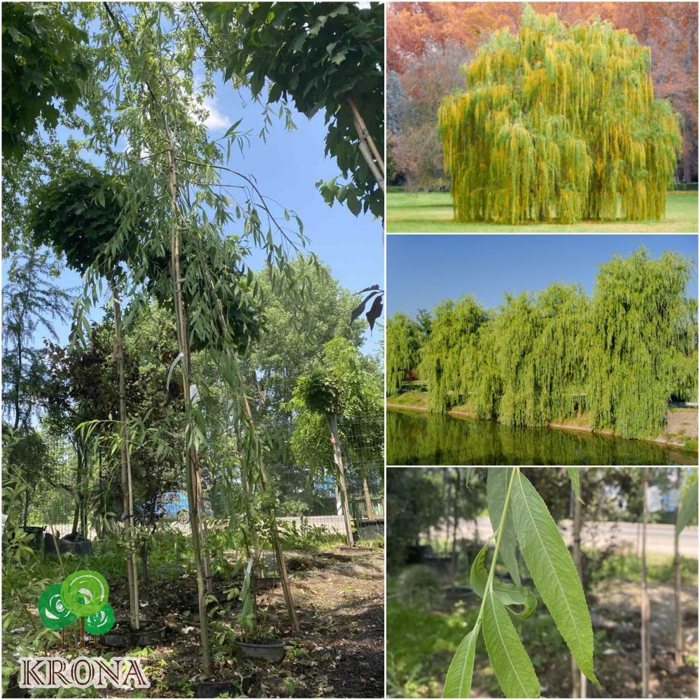 Саджанці купити Верба вавилонська (Salix babylonica var.pekinensis) "Pendula"/Н 350 см/контейнер