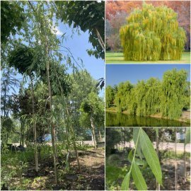 Верба вавилонська (Salix babylonica var.pekinensis) "Pendula"/Н 350 см/контейнер