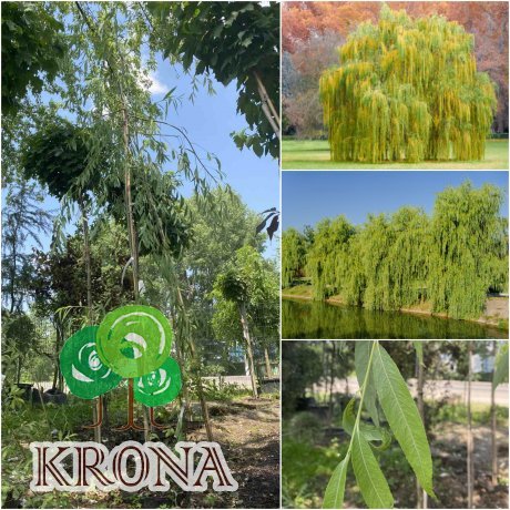 Саджанці купити Верба вавилонська (Salix babylonica var.pekinensis) "Pendula"/Н 350 см/контейнер