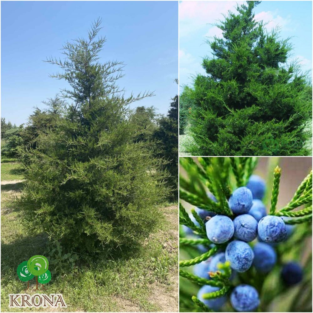 Саджанці купити Ялівець віргінський (Juniperus virginiana)/Н 250-300 см/кому