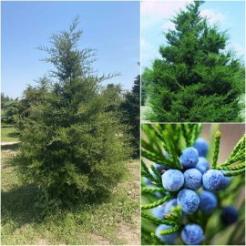 Ялівець віргінський (Juniperus virginiana)/Н 250-300 см/кому Ялівець віргінський (Juniperus virginiana)/Н 250-300 см/кому