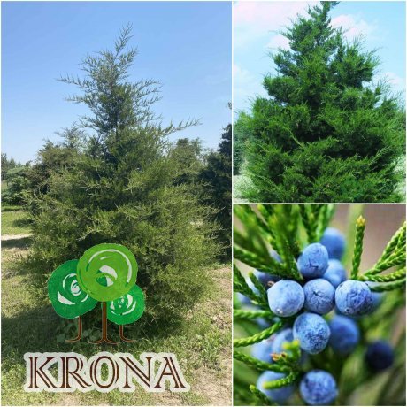 Саджанці купити Ялівець віргінський (Juniperus virginiana)/Н 250-300 см/кому