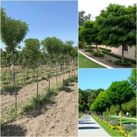 Робінія псевдоакація (Robinia pseudoacacia) "Umbraculifera" /Stam 160-190 см/НО 11-14 см/ контейнер 90 L Робінія псевдоакація (Robinia pseudoacacia) "Umbraculifera" /Stam 160-190 см/НО 11-14 см/ контейнер 90 L
