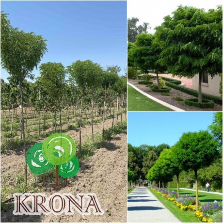 Саджанці купити Робінія псевдоакація (Robinia pseudoacacia) "Umbraculifera" /Stam 160-190 см/НО 11-14 см/  контейнер 90 L