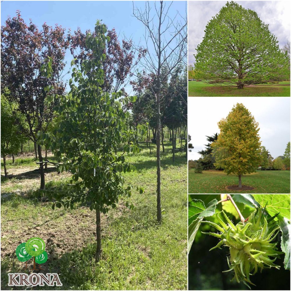 Саджанці купити Ліщина деревоподібна / Горіх ведмежий (Corylus colurna) / H 220-230 см / ком