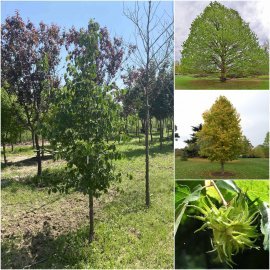 Ліщина деревоподібна / Горіх ведмежий (Corylus colurna) / H 220-230 см / ком
