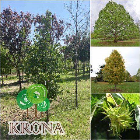 Саджанці купити Ліщина деревоподібна / Горіх ведмежий (Corylus colurna) / H 220-230 см / ком
