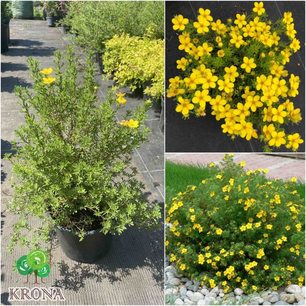 Саджанці купити Перстач чагарниковий (Potentilla fruticosa) "Bella Lindsey" / "Hendlin"/ контейнер С3 L