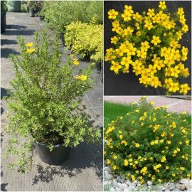 Перстач чагарниковий (Potentilla fruticosa) "Bella Lindsey" / "Hendlin"/ контейнер С3 L