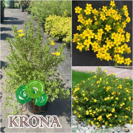 Саджанці купити Перстач чагарниковий (Potentilla fruticosa) "Bella Lindsey" / "Hendlin"/ контейнер С3 L